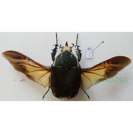 Mecynorhina ugandensis (Moser, 1907) male ex. ovo Cameroon85